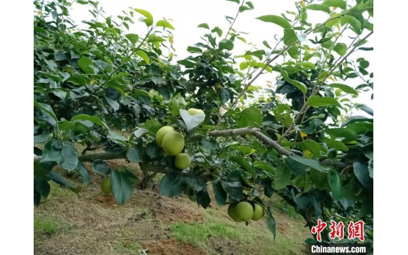 汇聚“政府之手”和“市场之手” 湖南东安蜜梨产业振兴乡村