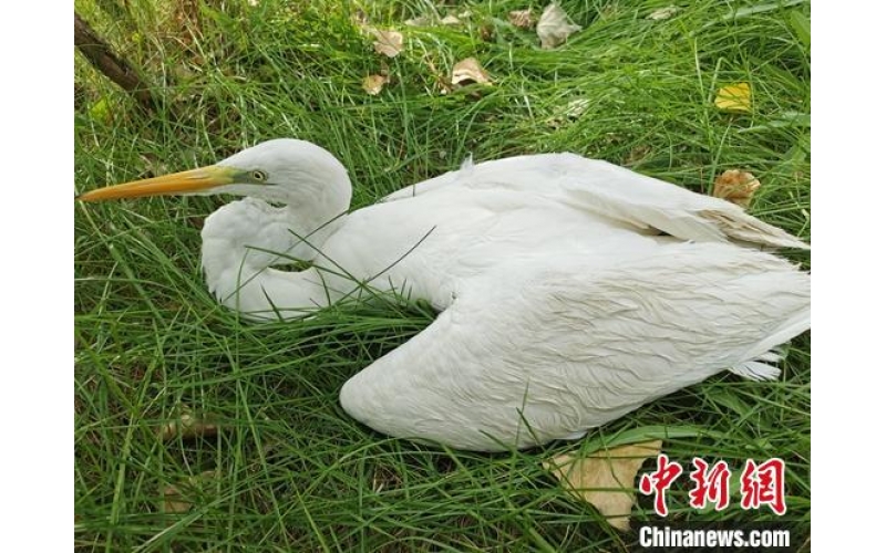 新疆边境民警救助濒危国家二级野生保护动物黄嘴白鹭